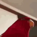 ID_ahahaWHAT