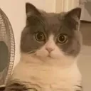 Wow Cat wowcat Discord Emoji