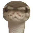 NotWeird