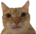 Catwhat catwhat Discord Emoji