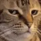 catbruh