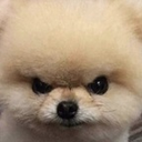 lofi_dog_mad Discord emoji