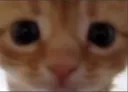 Cat_Stare