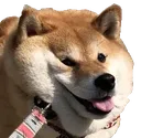 doge2