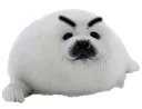 seal_mad