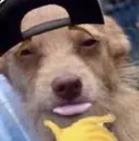 DogSheesh