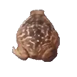 Toad_r