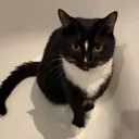 zeus