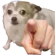 dogepoint