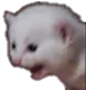 wtfcat