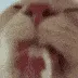 FR0GE_Lick