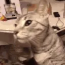 CE_CheeseSlap