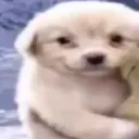 dogstare2