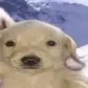 dogstare1