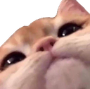 AC_Looking_cat_sen Discord emoji