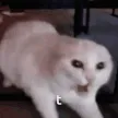 t_