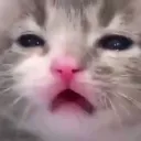 cat_eh