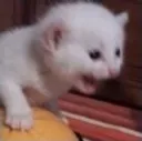 catscream_1