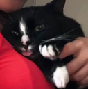 d_catgoblep Discord emoji