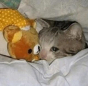 AC_sleeping_cat Discord emoji