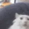 Pog Pog