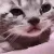 sadCat