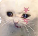 Catsad Discord emoji