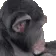 ApeJam ApeJam