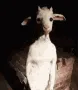 goatdrip goatdrip