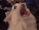 AC_cat_scream