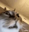 ImGoingCrazy