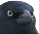 crowjudge Discord emoji