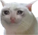 catcry catcry