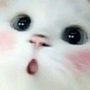 3w_catgasp Discord emoji