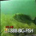 big_fish
