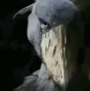 Jaranis