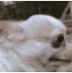 Odin_8257 Odin_8257