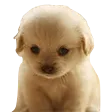 sadP