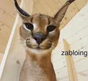 zabloing
