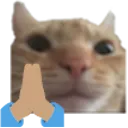 swagcat_pray swagcat_pray