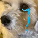 Dogcry dogcry Discord Emoji