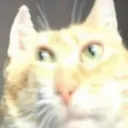 aCheVsmisle