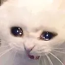 Miaucry Discord Emoji