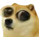 dogefetus