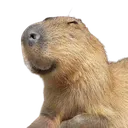 capybarasmile
