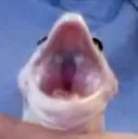 screm