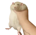 ID_RatGrab