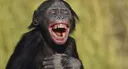 Monkey Laugh Discord Emoji