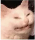Catto catto Discord Emoji