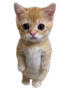 giggino